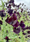 Sweet Pea, 'Almost Black'