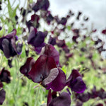 Load image into Gallery viewer, Sweet Pea, &#39;Almost Black&#39;
