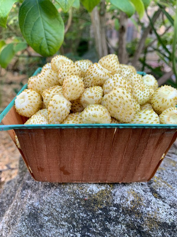 Strawberry, 'Alpine White'