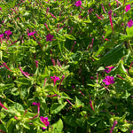 Load image into Gallery viewer, Four O&#39;Clock, &#39;Beddu&#39;
