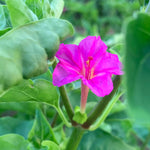 Load image into Gallery viewer, Four O&#39;Clock, &#39;Beddu&#39;
