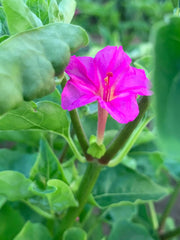 Load image into Gallery viewer, Four O&#39;Clock, &#39;Beddu&#39;
