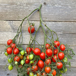 Load image into Gallery viewer, Tomato, 'Bombeta'
