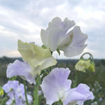 Load image into Gallery viewer, Sweet Pea, 'Cilla'
