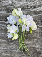 Load image into Gallery viewer, Sweet Pea, 'Cilla'
