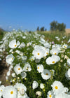 Cosmos, 'Cupcake White'