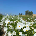 Load image into Gallery viewer, Cosmos, &#39;Cupcake White&#39;
