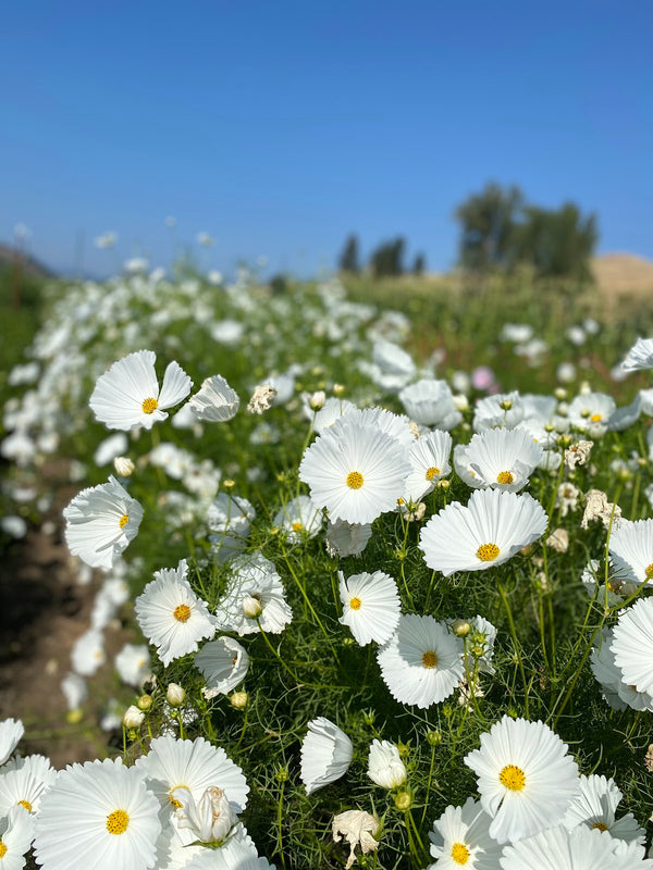 Cosmos, 'Cupcake White'