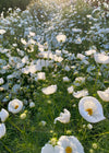 Cosmos, 'Cupcake White'