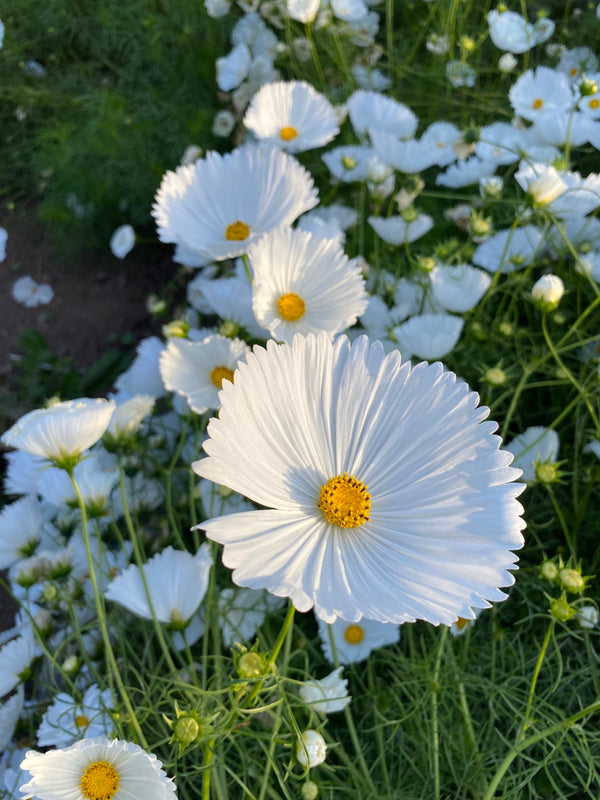 Cosmos, 'Cupcake White'