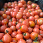 Load image into Gallery viewer, Tomato, 'Del Tonet'
