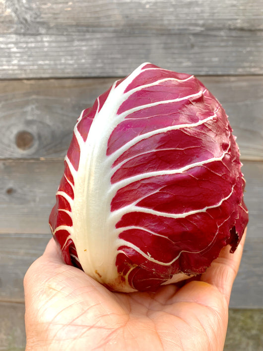 Radicchio (Rosso di Verona), 'Gaia'