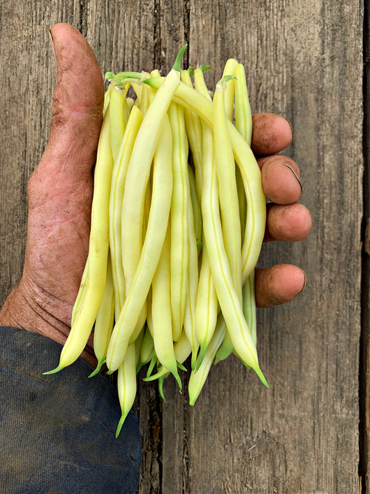 Bean, Bush Snap, 'Gold Rush'