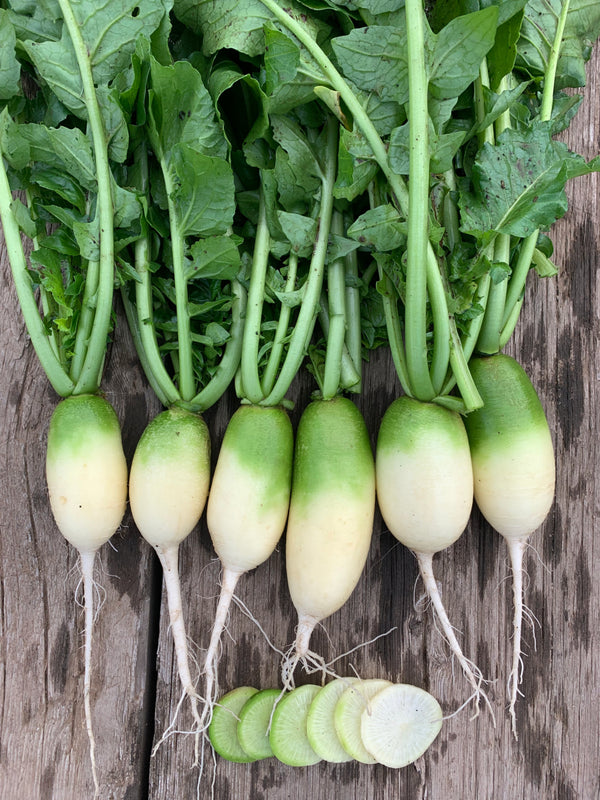 Radish, Daikon 'Green Luobo'