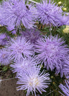 Aster, China, 'Hazaster Hagen Light Blue'