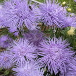 Load image into Gallery viewer, Aster, China, &#39;Hazaster Hagen Light Blue&#39;
