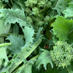 Load image into Gallery viewer, Cima di Rapa, &#39;Cima Grossa San Martino&#39;
