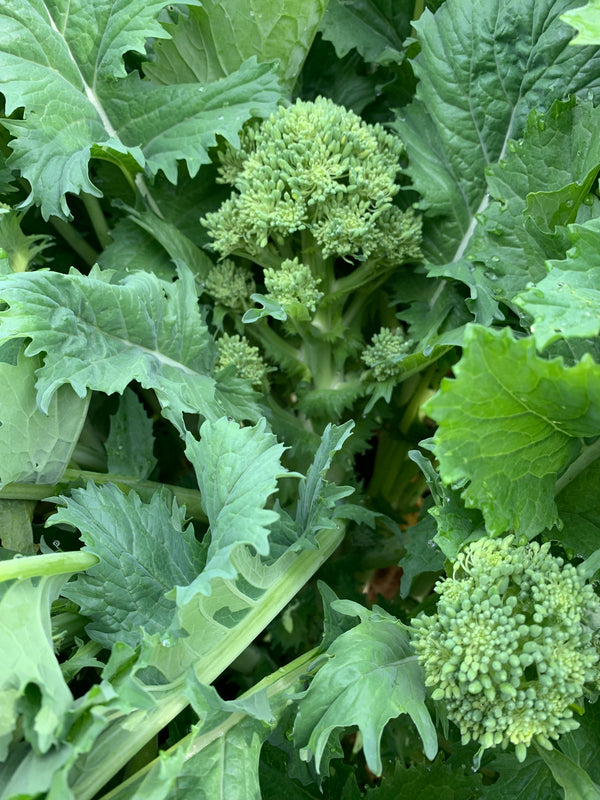 Cima di Rapa, 'Cima Grossa San Martino'