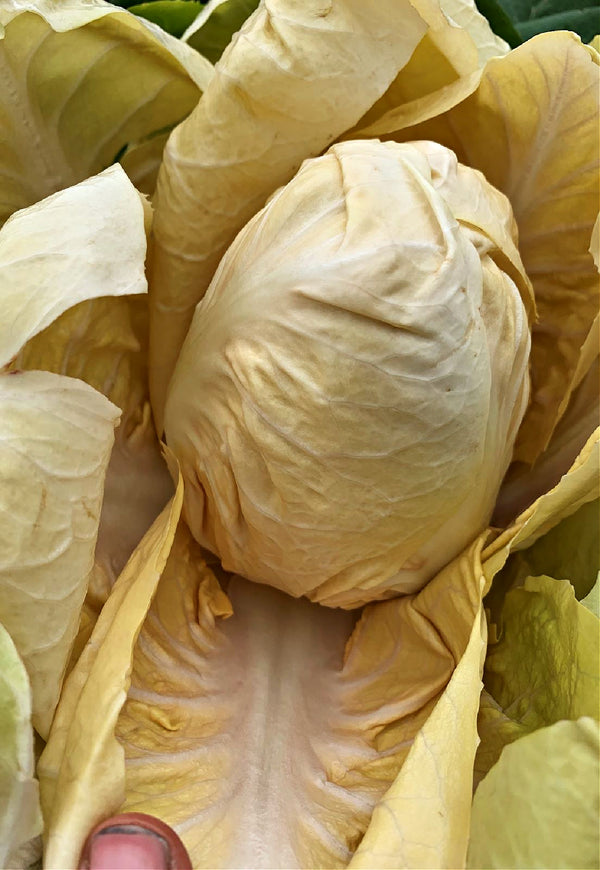 Radicchio (Giallo di Verona), 'Yellowstone'