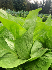 Load image into Gallery viewer, Radicchio (Pan di Zucchero/Sugarloaf), &#39;Serena&#39;
