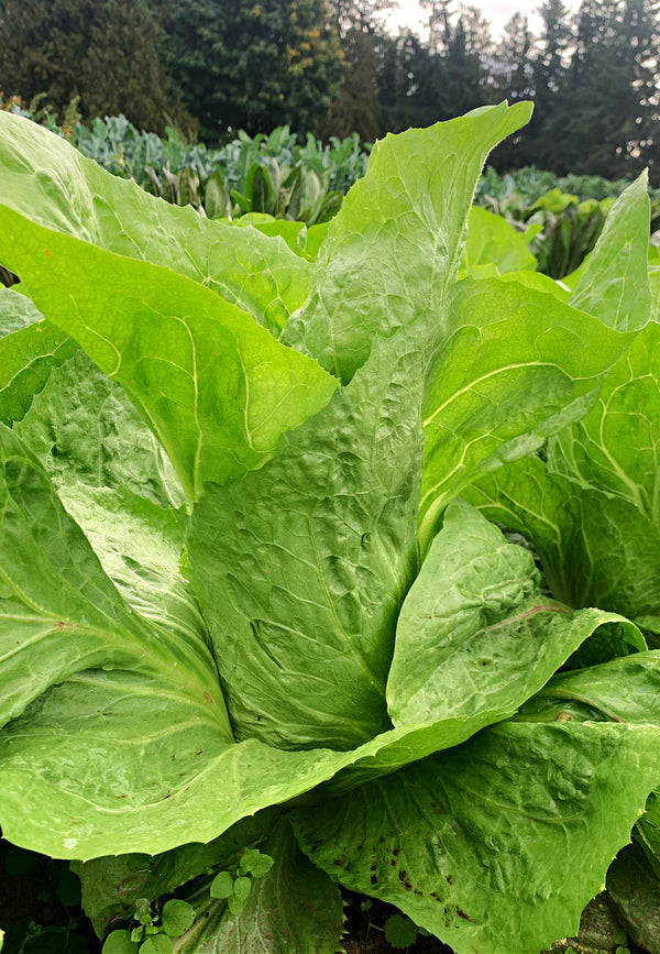 Radicchio (Pan di Zucchero/Sugarloaf), 'Serena'