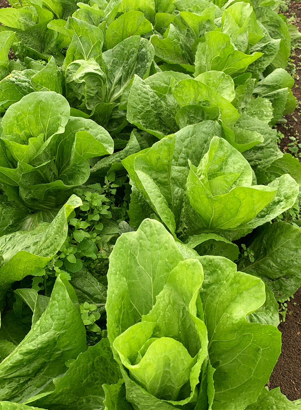 Radicchio (Pan di Zucchero/Sugarloaf), 'Serena'