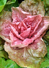 Radicchio (Rosa del Veneto), 'Jolanda'