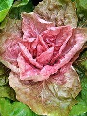 Load image into Gallery viewer, Radicchio (Rosa del Veneto), &#39;Jolanda&#39;
