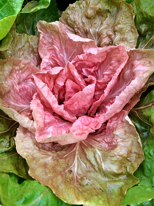 Radicchio (Rosa del Veneto), 'Jolanda'