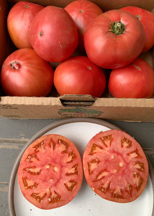 Tomato, 'Kurtovo Konare'