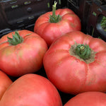 Load image into Gallery viewer, Tomato, &#39;Kurtovo Konare&#39;
