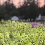 Load image into Gallery viewer, Nicotiana, 'Lime Green'

