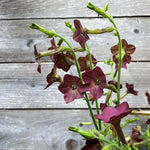 Load image into Gallery viewer, Nicotiana, &#39;Bronze Queen&#39;
