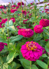 Zinnia, 'Oklahoma Carmine'