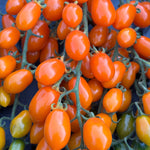 Load image into Gallery viewer, Tomato, 'Orange Datterini'
