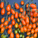 Load image into Gallery viewer, Tomato, 'Orange Datterini'
