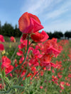 Sweet Pea, 'Prince of Orange'