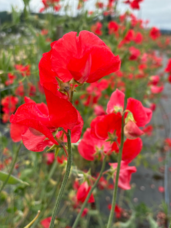 Sweet Pea, 'Restormel'