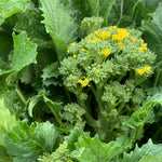 Load image into Gallery viewer, Cima di Rapa, &#39;Cima Grossa San Martino&#39;
