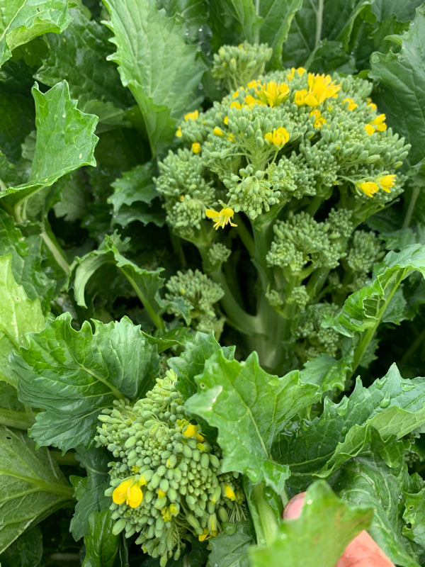 Cima di Rapa, 'Cima Grossa San Martino'