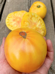 Load image into Gallery viewer, Tomato, &#39;Sandburg&#39;
