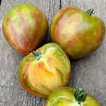 Load image into Gallery viewer, Tomato, &#39;Taiga&#39;
