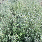 Load image into Gallery viewer, Za'atar Oregano
