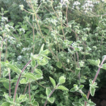 Load image into Gallery viewer, Za'atar Oregano
