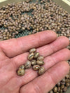 Bean, Bush Dry, 'Biruma'