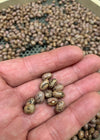 Bean, Bush Dry, 'Biruma'