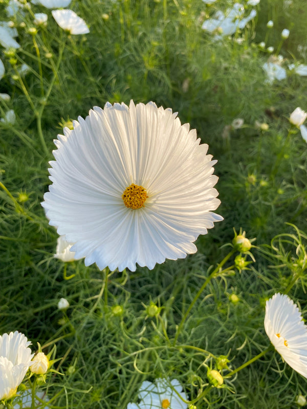 Cosmos, 'Cupcake White'