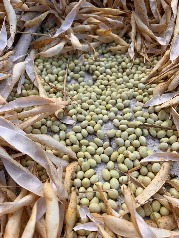 Bean, Pole Dry, 'Gialèt'