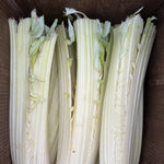 Load image into Gallery viewer, Cardoon, 'Gobbo di Nizza'
