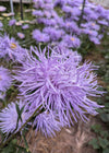 Aster, China, 'Hazaster Hagen Light Blue'